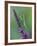 Praying Mantis on Purple Loosestrife-Adam Jones-Framed Photographic Print