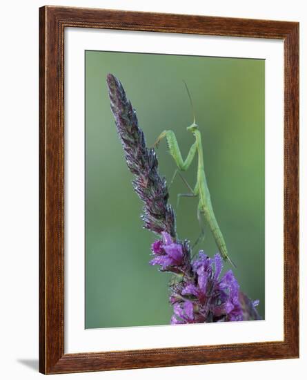 Praying Mantis on Purple Loosestrife-Adam Jones-Framed Photographic Print