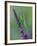 Praying Mantis on Purple Loosestrife-Adam Jones-Framed Photographic Print