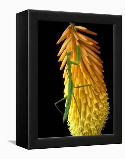 Praying Mantis on Red Hot Poker Plant, Rochester Hills, Michigan, USA-Claudia Adams-Framed Premier Image Canvas