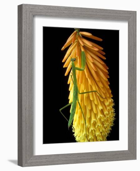 Praying Mantis on Red Hot Poker Plant, Rochester Hills, Michigan, USA-Claudia Adams-Framed Photographic Print