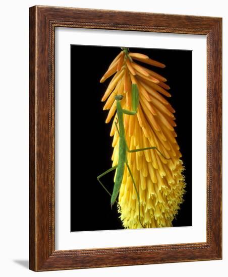 Praying Mantis on Red Hot Poker Plant, Rochester Hills, Michigan, USA-Claudia Adams-Framed Photographic Print