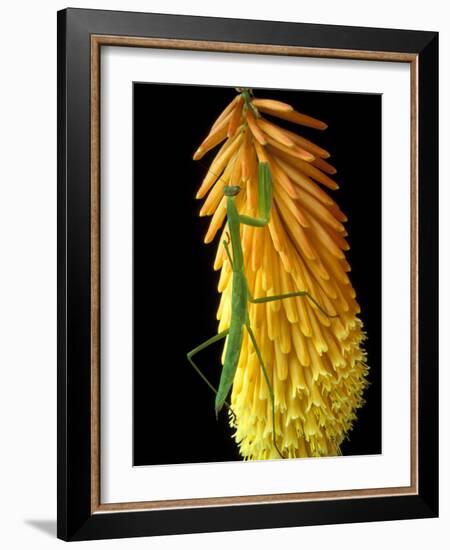 Praying Mantis on Red Hot Poker Plant, Rochester Hills, Michigan, USA-Claudia Adams-Framed Photographic Print