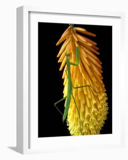 Praying Mantis on Red Hot Poker Plant, Rochester Hills, Michigan, USA-Claudia Adams-Framed Photographic Print