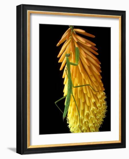 Praying Mantis on Red Hot Poker Plant, Rochester Hills, Michigan, USA-Claudia Adams-Framed Photographic Print