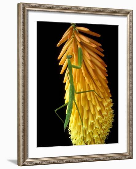 Praying Mantis on Red Hot Poker Plant, Rochester Hills, Michigan, USA-Claudia Adams-Framed Photographic Print