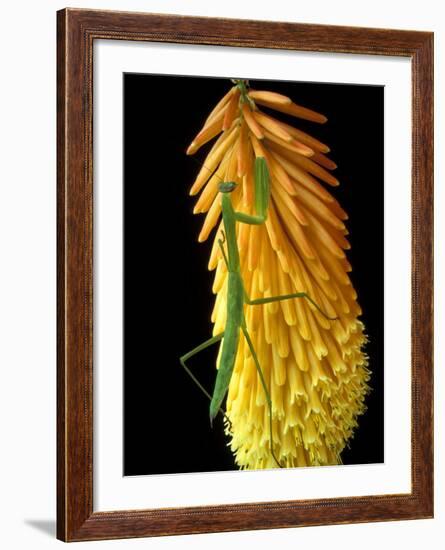 Praying Mantis on Red Hot Poker Plant, Rochester Hills, Michigan, USA-Claudia Adams-Framed Photographic Print