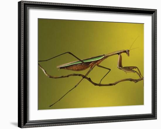 Praying Mantis on Twig, Rochester Hills, Michigan, USA-Claudia Adams-Framed Photographic Print