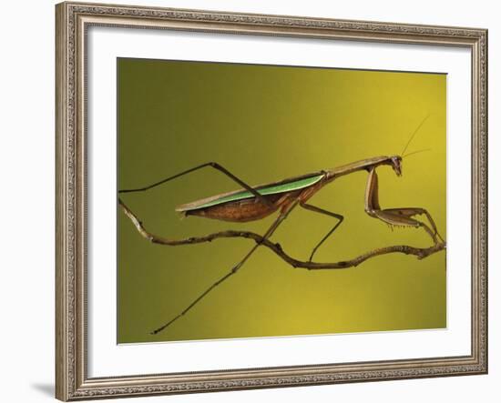 Praying Mantis on Twig, Rochester Hills, Michigan, USA-Claudia Adams-Framed Photographic Print