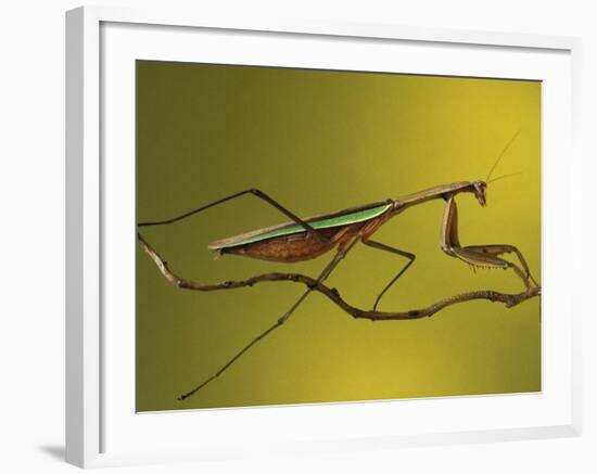 Praying Mantis on Twig, Rochester Hills, Michigan, USA-Claudia Adams-Framed Photographic Print