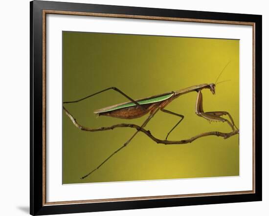 Praying Mantis on Twig, Rochester Hills, Michigan, USA-Claudia Adams-Framed Photographic Print