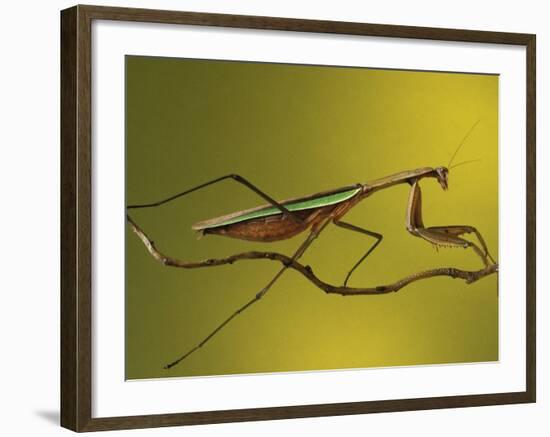 Praying Mantis on Twig, Rochester Hills, Michigan, USA-Claudia Adams-Framed Photographic Print