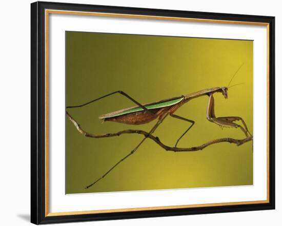 Praying Mantis on Twig, Rochester Hills, Michigan, USA-Claudia Adams-Framed Photographic Print