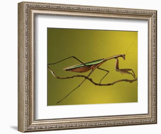 Praying Mantis on Twig, Rochester Hills, Michigan, USA-Claudia Adams-Framed Photographic Print