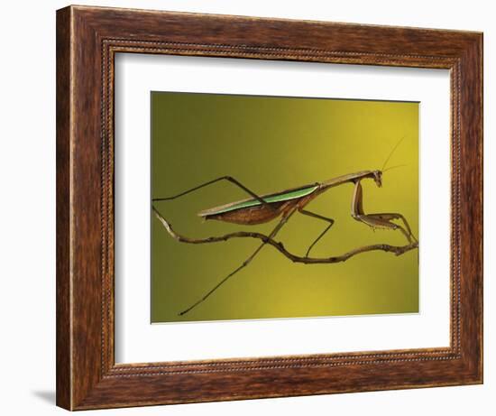 Praying Mantis on Twig, Rochester Hills, Michigan, USA-Claudia Adams-Framed Photographic Print