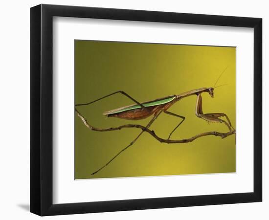 Praying Mantis on Twig, Rochester Hills, Michigan, USA-Claudia Adams-Framed Photographic Print