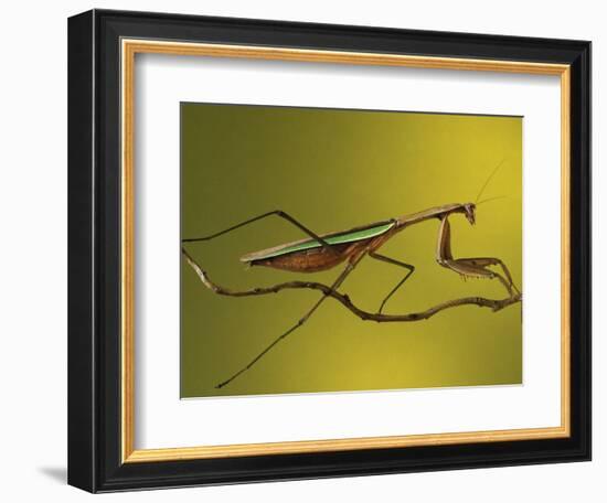 Praying Mantis on Twig, Rochester Hills, Michigan, USA-Claudia Adams-Framed Photographic Print