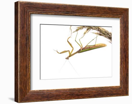 Praying Mantis on White Background, Marion County, Il-Richard and Susan Day-Framed Photographic Print