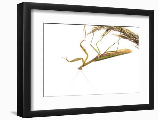 Praying Mantis on White Background, Marion County, Il-Richard and Susan Day-Framed Photographic Print
