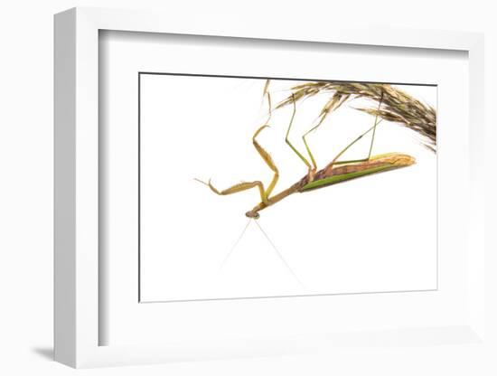 Praying Mantis on White Background, Marion County, Il-Richard and Susan Day-Framed Photographic Print