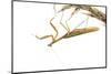 Praying Mantis on White Background, Marion County, Il-Richard and Susan Day-Mounted Photographic Print