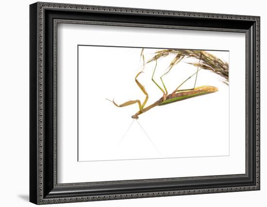 Praying Mantis on White Background, Marion County, Il-Richard and Susan Day-Framed Photographic Print