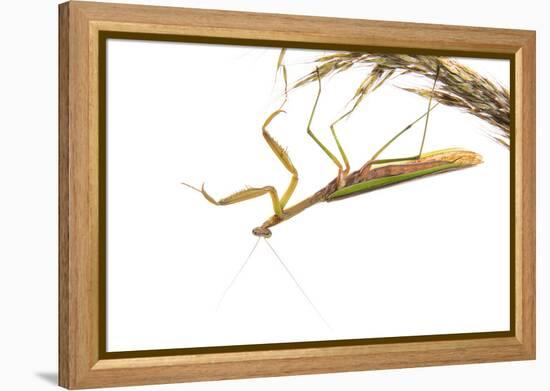 Praying Mantis on White Background, Marion County, Il-Richard and Susan Day-Framed Premier Image Canvas