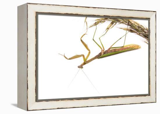 Praying Mantis on White Background, Marion County, Il-Richard and Susan Day-Framed Premier Image Canvas