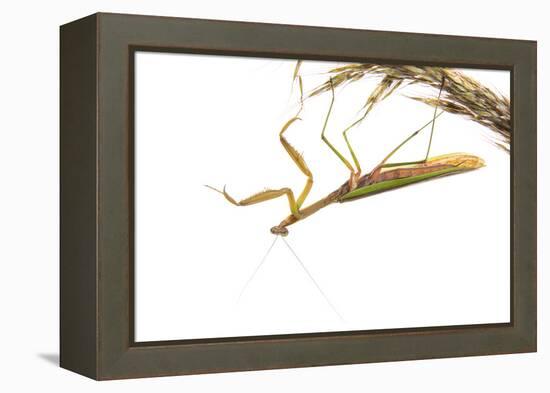 Praying Mantis on White Background, Marion County, Il-Richard and Susan Day-Framed Premier Image Canvas