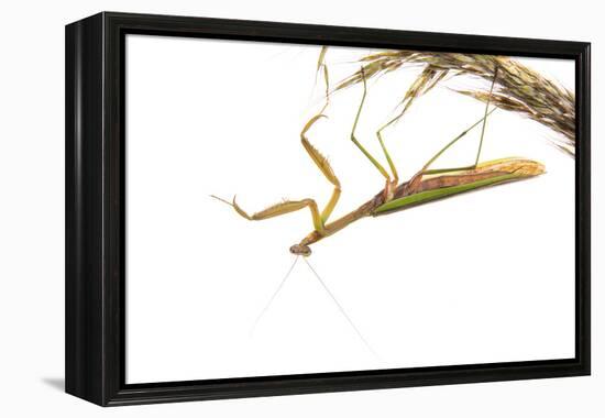 Praying Mantis on White Background, Marion County, Il-Richard and Susan Day-Framed Premier Image Canvas