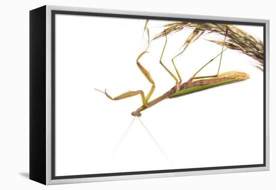 Praying Mantis on White Background, Marion County, Il-Richard and Susan Day-Framed Premier Image Canvas