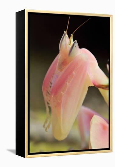 Praying Mantis, Orchid Mantis, Attack Position, Portrait, Tentacles-Harald Kroiss-Framed Premier Image Canvas