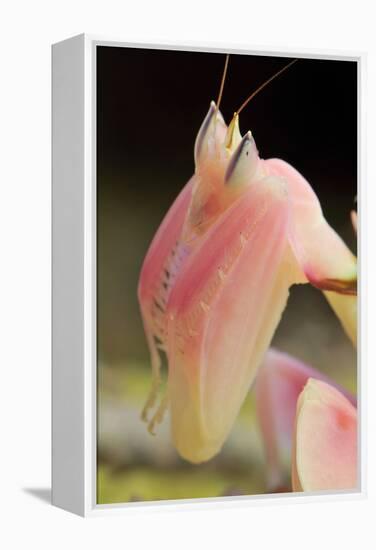 Praying Mantis, Orchid Mantis, Attack Position, Portrait, Tentacles-Harald Kroiss-Framed Premier Image Canvas