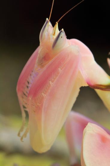 Praying Mantis Orchid Mantis Attack Position Portrait Tentacles Photographic Print Harald Kroiss Art Com
