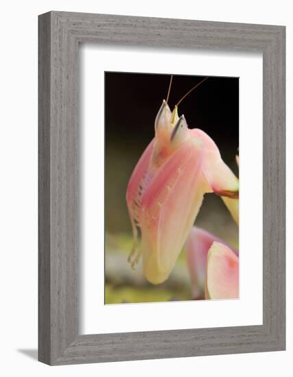 Praying Mantis, Orchid Mantis, Attack Position, Portrait, Tentacles-Harald Kroiss-Framed Photographic Print