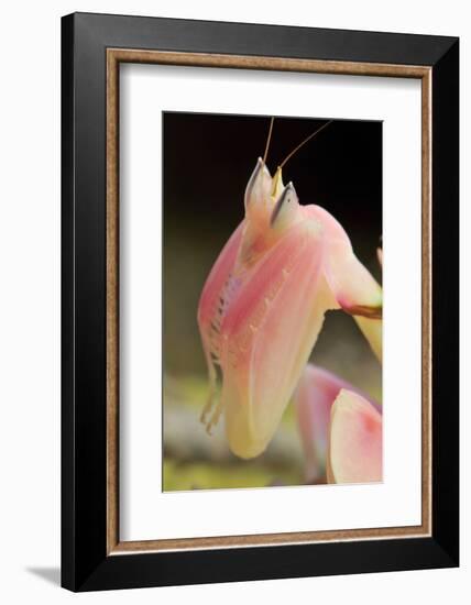 Praying Mantis, Orchid Mantis, Attack Position, Portrait, Tentacles-Harald Kroiss-Framed Photographic Print