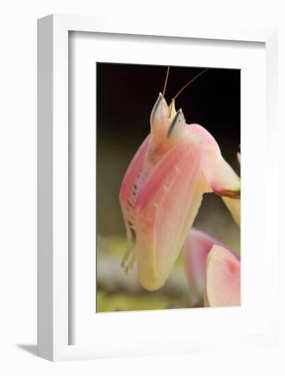 Praying Mantis, Orchid Mantis, Attack Position, Portrait, Tentacles-Harald Kroiss-Framed Photographic Print