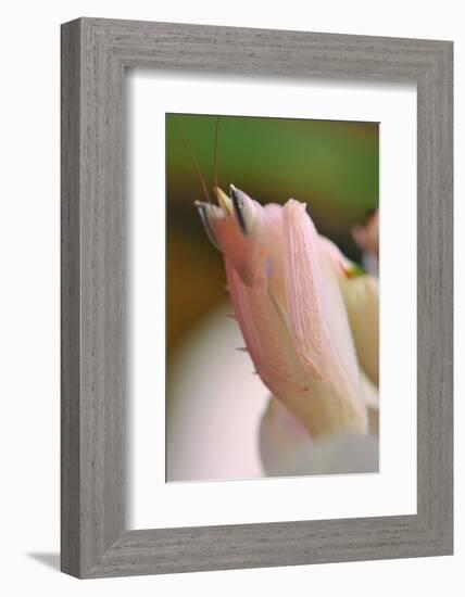 Praying Mantis, Orchid Mantis, Attack Position, Tentacles, Portrait, Close-Up-Harald Kroiss-Framed Photographic Print