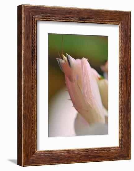 Praying Mantis, Orchid Mantis, Attack Position, Tentacles, Portrait, Close-Up-Harald Kroiss-Framed Photographic Print