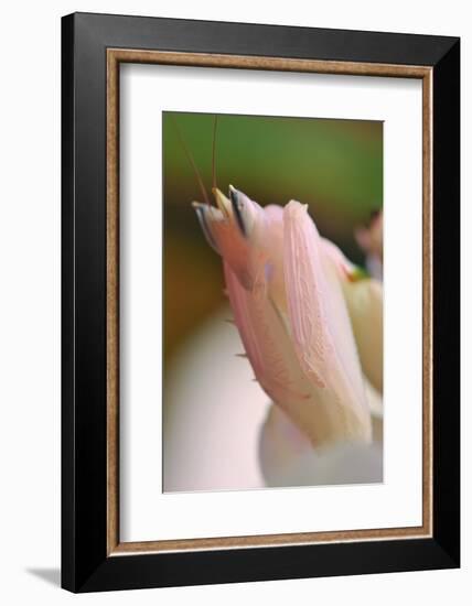 Praying Mantis, Orchid Mantis, Attack Position, Tentacles, Portrait, Close-Up-Harald Kroiss-Framed Photographic Print