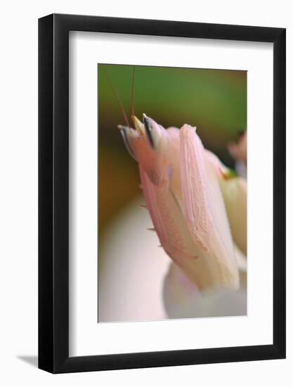 Praying Mantis, Orchid Mantis, Attack Position, Tentacles, Portrait, Close-Up-Harald Kroiss-Framed Photographic Print