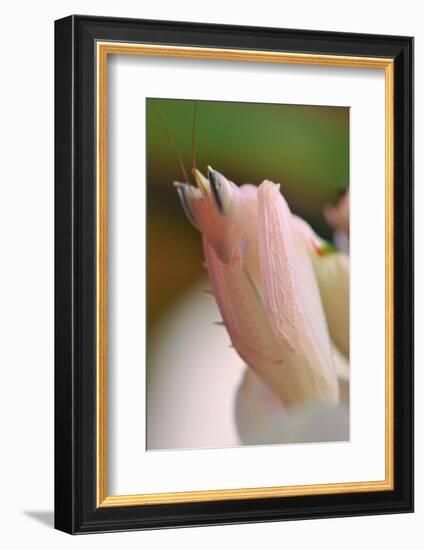 Praying Mantis, Orchid Mantis, Attack Position, Tentacles, Portrait, Close-Up-Harald Kroiss-Framed Photographic Print