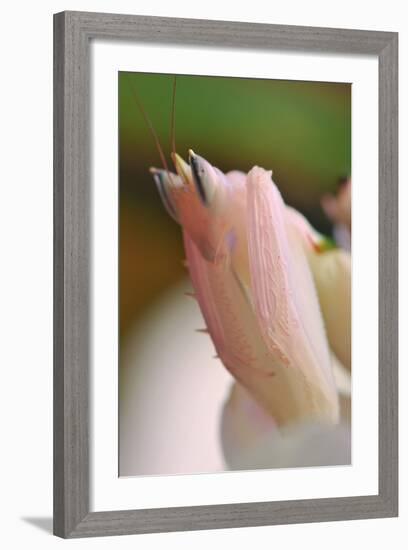 Praying Mantis, Orchid Mantis, Attack Position, Tentacles, Portrait, Close-Up-Harald Kroiss-Framed Photographic Print