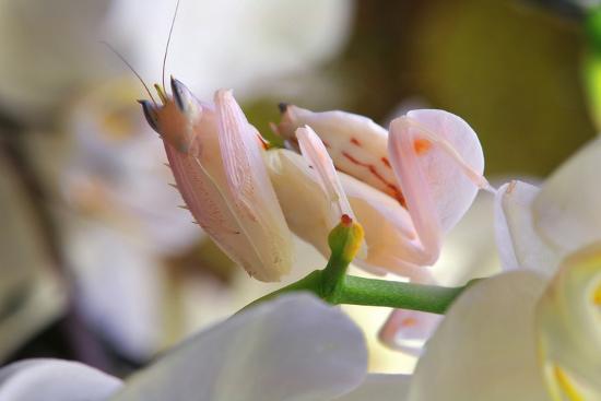 Praying Mantis Orchid Mantis Attack Position Photographic Print Harald Kroiss Art Com