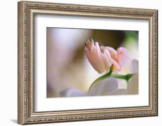 Praying Mantis, Orchid Mantis, Attack Position-Harald Kroiss-Framed Photographic Print