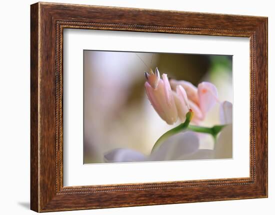 Praying Mantis, Orchid Mantis, Attack Position-Harald Kroiss-Framed Photographic Print