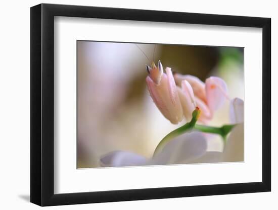 Praying Mantis, Orchid Mantis, Attack Position-Harald Kroiss-Framed Photographic Print