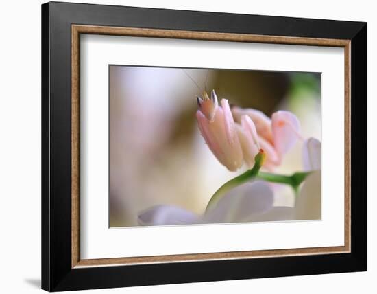 Praying Mantis, Orchid Mantis, Attack Position-Harald Kroiss-Framed Photographic Print