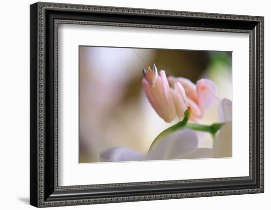 Praying Mantis, Orchid Mantis, Attack Position-Harald Kroiss-Framed Photographic Print