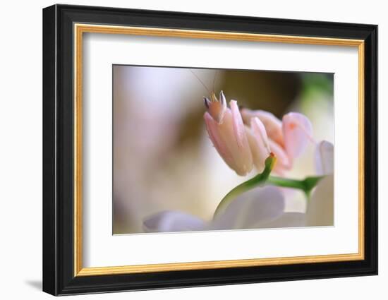 Praying Mantis, Orchid Mantis, Attack Position-Harald Kroiss-Framed Photographic Print